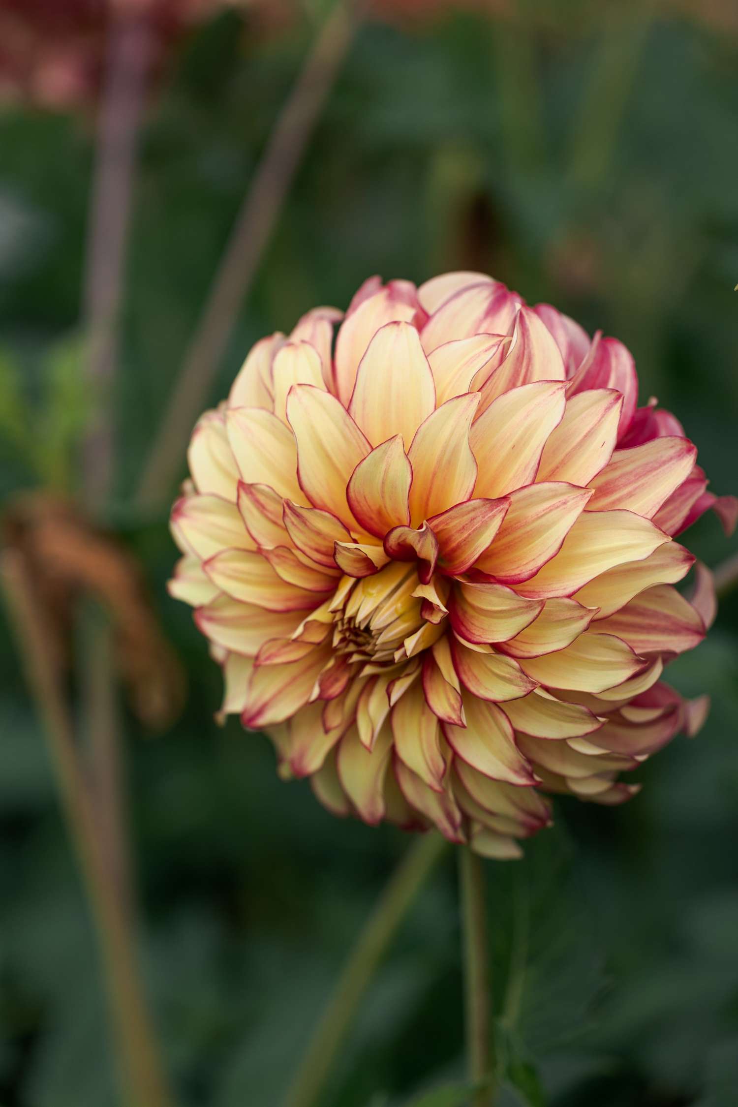 Daalia 'Lady Darlene'